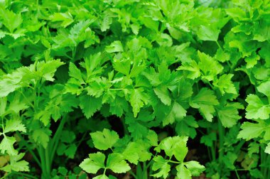 büyüme yeşil kereviz