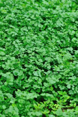 Yeşil kereviz bitkiler