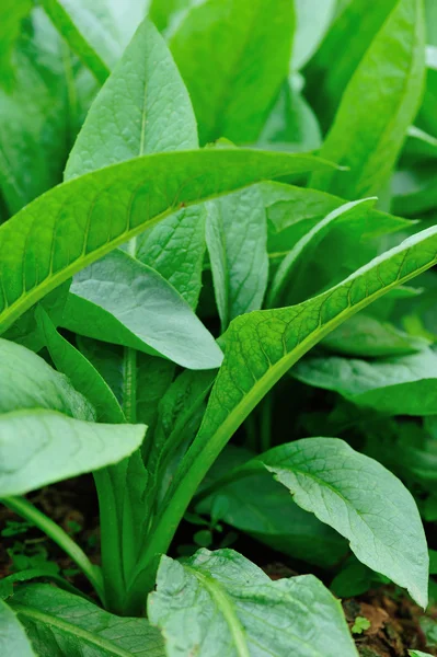 Grüner indischer Salat — Stockfoto