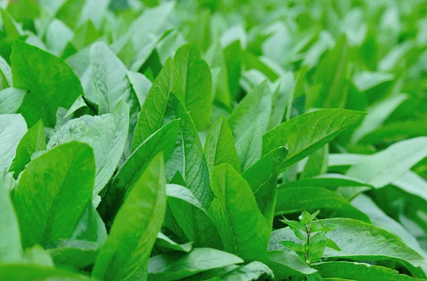 Green indian lettuce — Stock Photo, Image