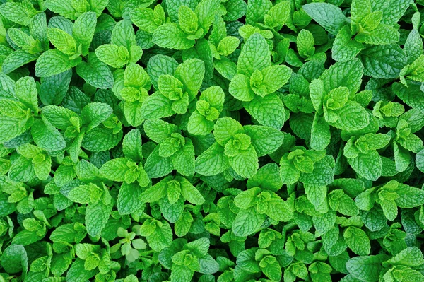 Plante de mentă verde — Fotografie, imagine de stoc