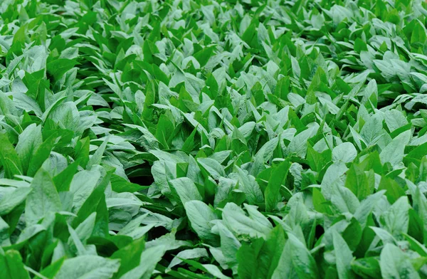 Grüner indischer Salat — Stockfoto