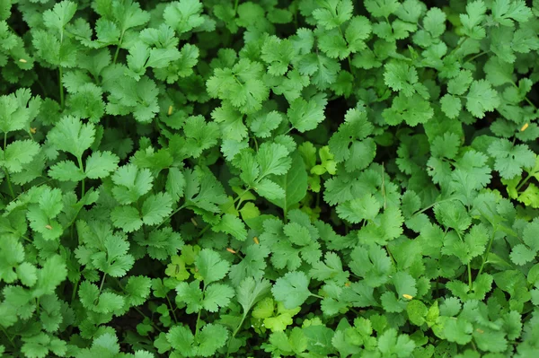 Groene koriander in groei — Stockfoto