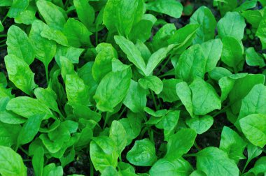 Büyüme yeşil ıspanak