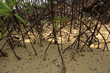 Yeşil mangrov büyüyor