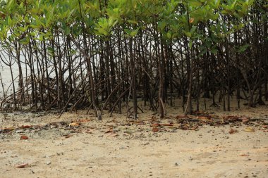Yeşil mangrov büyüyor