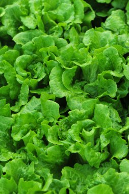 Yeşil salata bitkileri