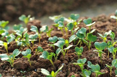 Yeşil turp bitkiler