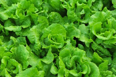 Yeşil salata bitkileri