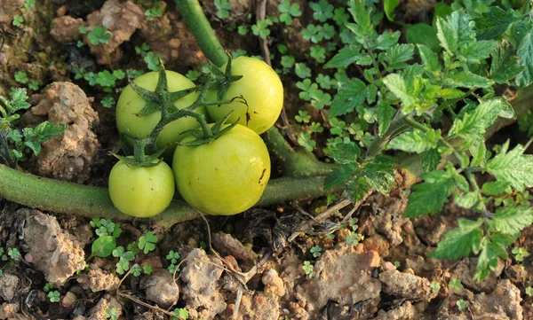 tomato crops at garden
