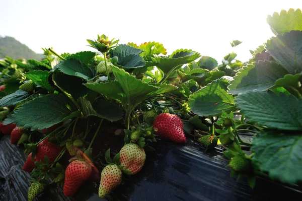 Frutas y flores de fresa — Foto de Stock