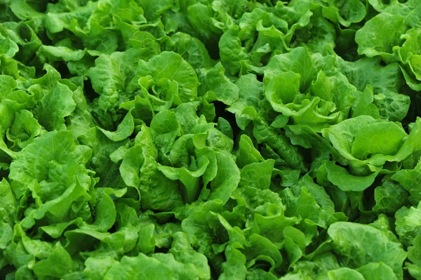 Green lettuce crops — Stock Photo, Image