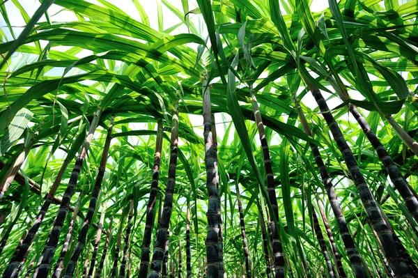 Les plantes de canne à sucre sur le terrain — Photo