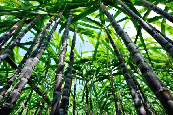 Sugarcane plants on field — Stock Photo, Image
