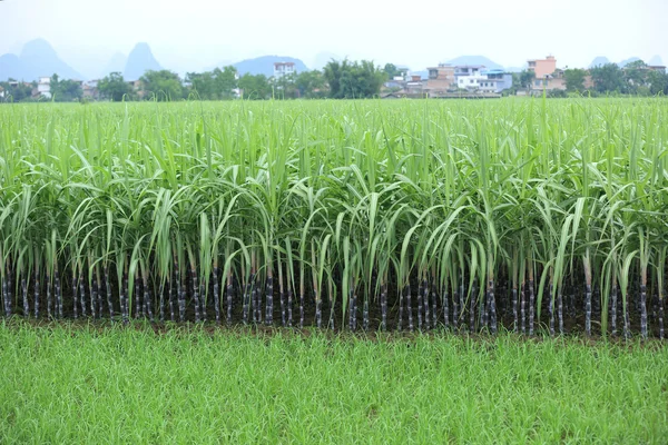 Sugarcane plants on field — Stock Photo, Image