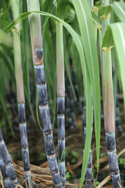 Sugarcane plants on field — Stock Photo, Image