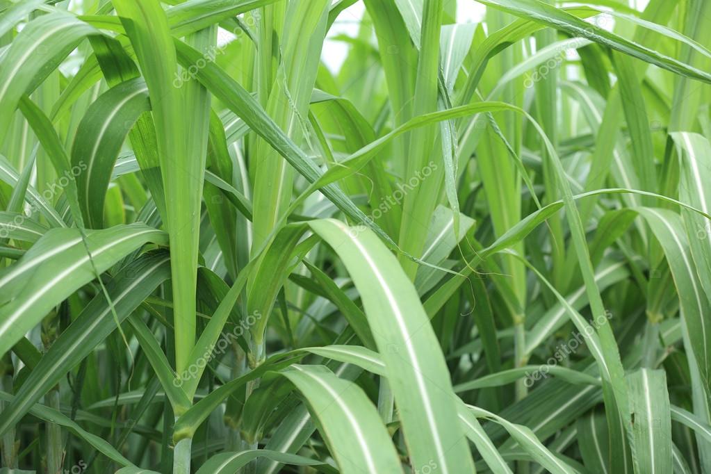 Sugarcane Plants On Field Stock Photo By lzf 110995476 sugarcane-plants-on-field-stock-photo-by-lzf-110995476