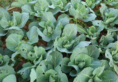 büyüme yeşil lahana