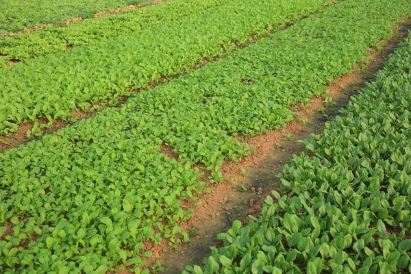 Espinacas verdes y cultivos de choysum — Foto de Stock