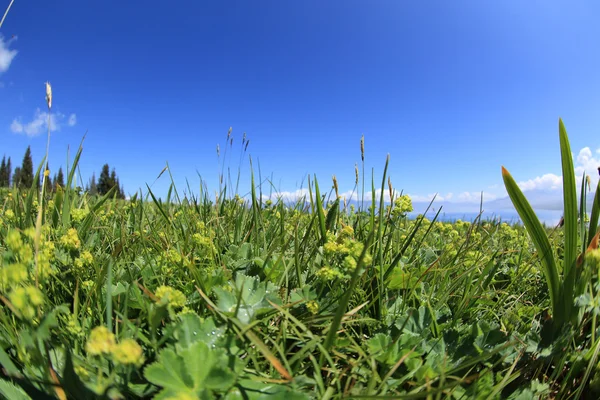 Dağın tepesinde karada güzel çimen — Stok fotoğraf