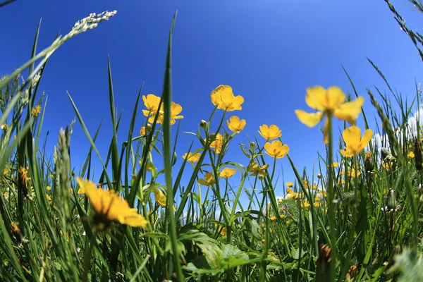 Красивая трава и цветы — стоковое фото