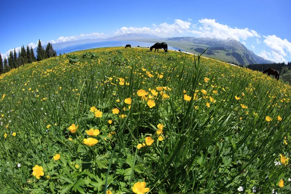 Chevaux manger de l'herbe — Photo