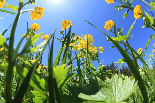 Bela grama e flores — Fotografia de Stock