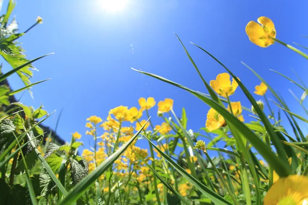 Beautiful grass and flowers — Stock Photo, Image