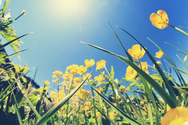 Bela grama e flores — Fotografia de Stock