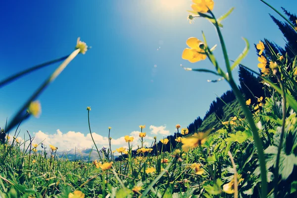 Krásný trávník a květiny — Stock fotografie