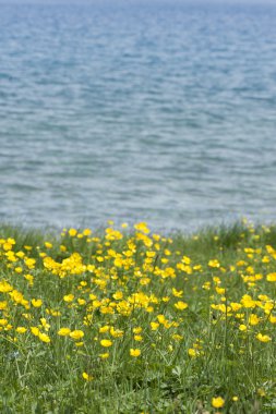 Güzel yeşil çim ve sarı çiçek