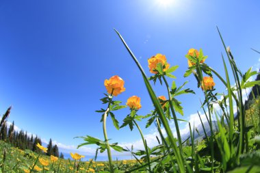 Güzel globeflowers ve yeşil çimen