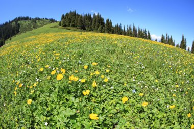 Güzel globeflowers ve yeşil çimen