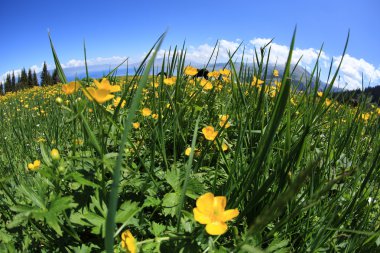 Güzel globeflowers ve yeşil çimen