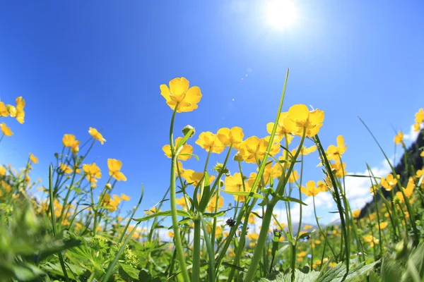 Piękne globeflowers i trawa zielona — Zdjęcie stockowe