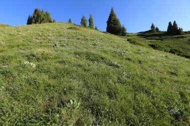 Güzel çiçekler ve yeşil çimen