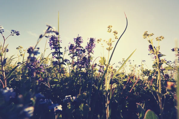 Piękne kwiaty i trawa zielona — Zdjęcie stockowe