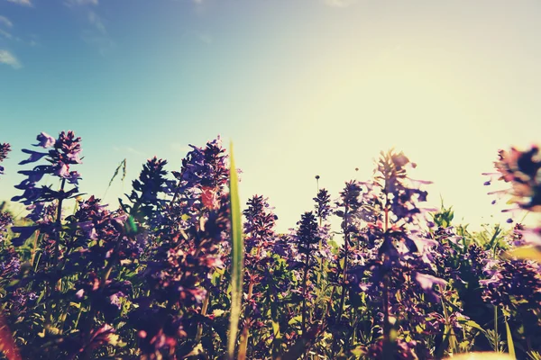 Krásné květiny a zelené trávy — Stock fotografie