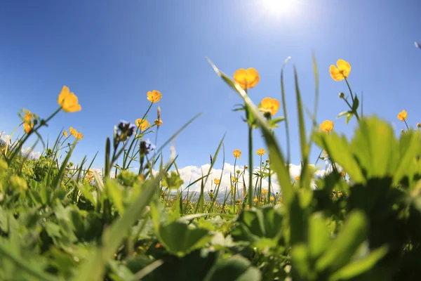 Piękne globeflowers i trawa zielona — Zdjęcie stockowe