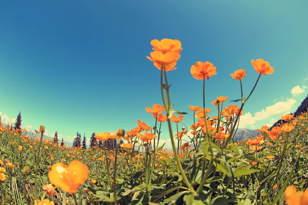 Lindas globeflowers e grama verde — Fotografia de Stock