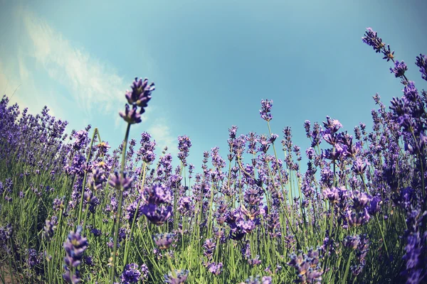 Gyönyörű, illatos levendula virág mező — Stock Fotó