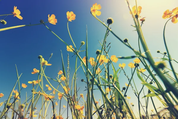 Lindas globeflowers e grama verde — Fotografia de Stock