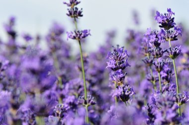 kokulu lavanta çiçekleri