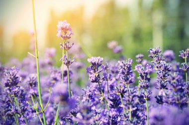 kokulu lavanta çiçekleri