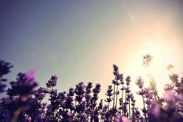 Ароматизированные цветы лаванды — стоковое фото
