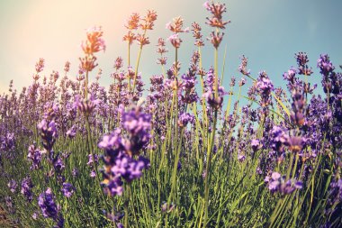 kokulu lavanta çiçekleri