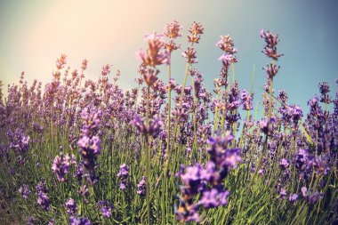 kokulu lavanta çiçekleri