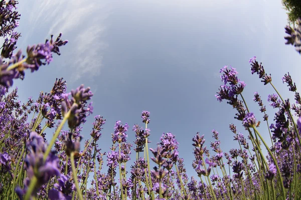 Flores de lavanda perfumadas — Fotografia de Stock