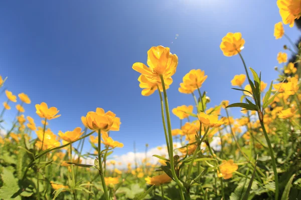 Gelbe Blumen und grünes Gras — Stockfoto