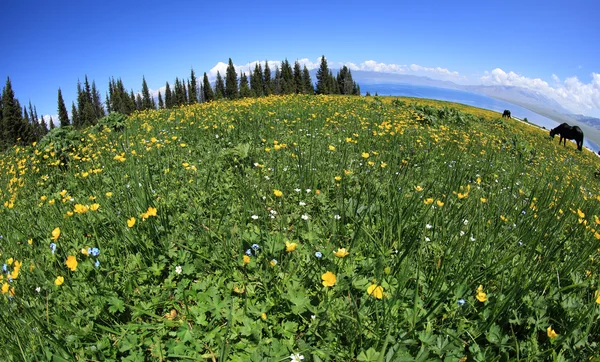 美しいキンバイソウと緑の草 — ストック写真